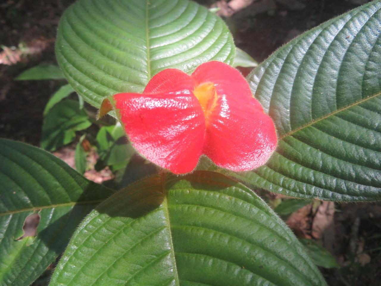 Hickatee Cottages, Belize, Central America Punta Gorda Exterior foto